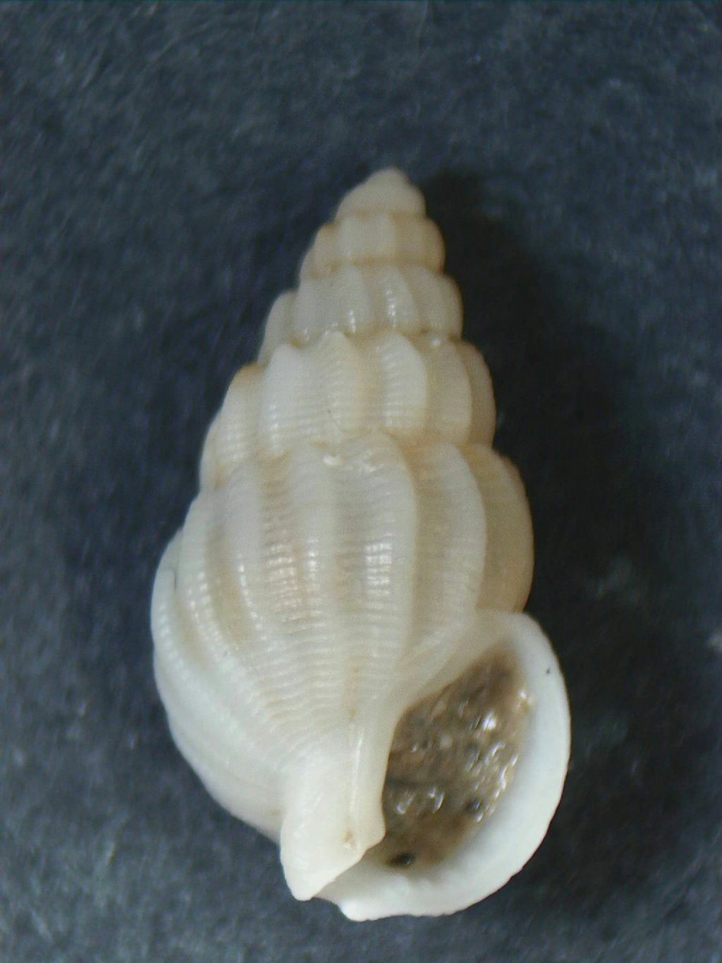 Gasteropode